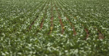 Carf permite crédito de PIS/Cofins sobre royalties de sementes geneticamente modificadas