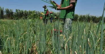 Juiz concede crédito de PIS/Cofins a empresa do agro após mudanças da LC 224/2025