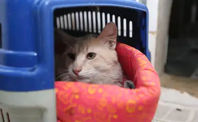 Carf mantém cobrança de IPI em caso de classificação fiscal de areia para gatos